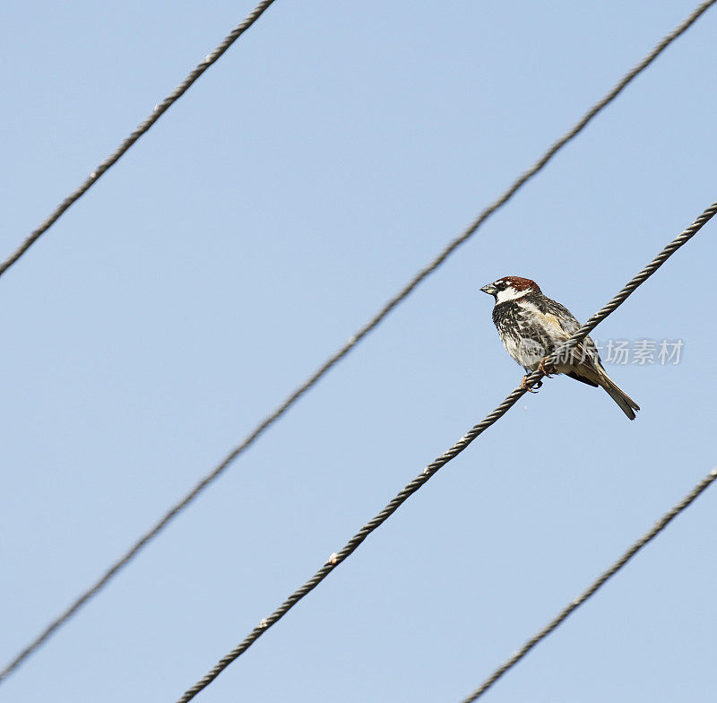 西班牙麻雀(paser hispaniolensis)雄性挂在钢丝上